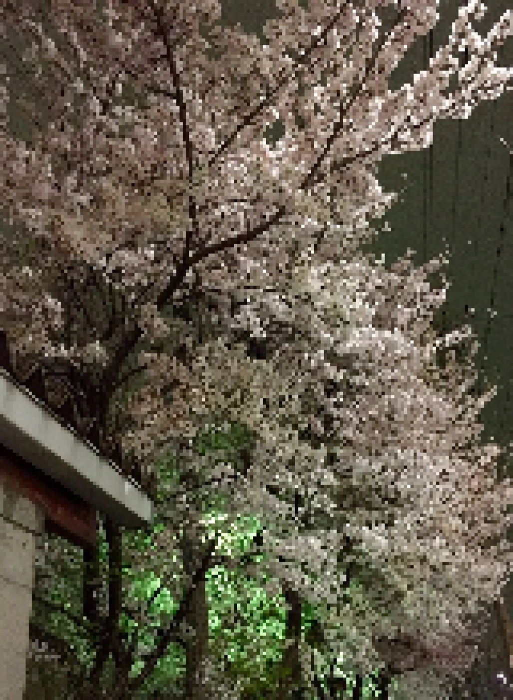 NOCHE DE FLORES
